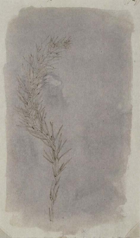 Willim Henry Fox Talbot Rosemary Twig